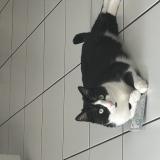 Foto del gato perdido en Sciez