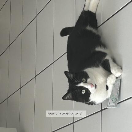 Foto 1/1 Luna Chat perdido en Sciez