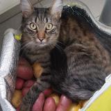 Foto del gato perdido en Wallers