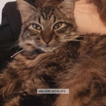 Foto 1/1 Maya Chat perdido en Serifontaine