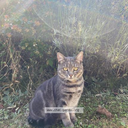 Foto 1/1 Mistigri Chat perdido en Truyes