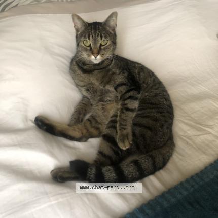 Foto 1/1 Émile Chat perdido en Boofzheim