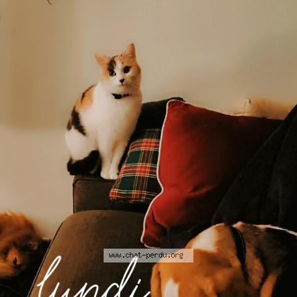 Foto 1/1 Poppy Chat perdido en Venissieux