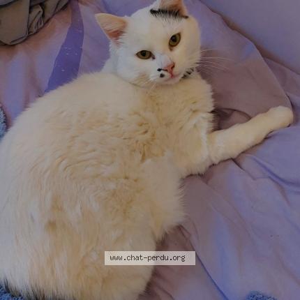 Foto 1/1 Moon Chat perdido en Yerres