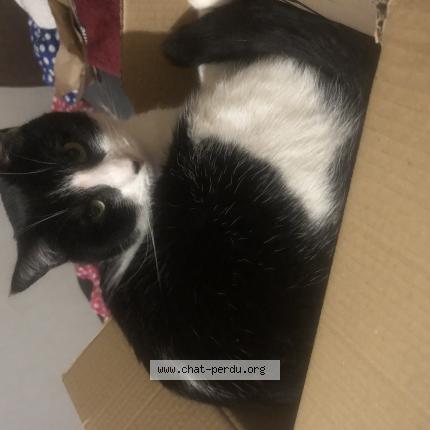 Foto 1/1 Simba Chat perdido en Thourotte