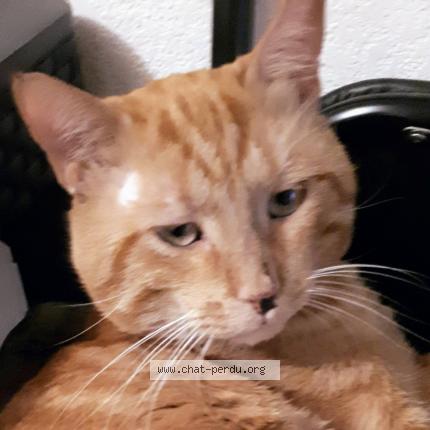 Foto 1/1 ISIDORE Chat perdido en Marseille