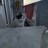 Foto del gato perdido en Rennes