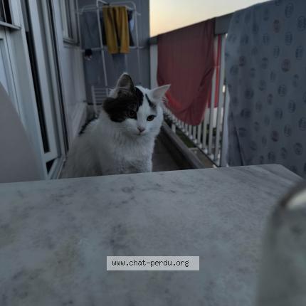 Foto 1/1 Châtaigne Chat perdido en Rennes