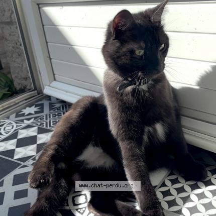 Foto 1/1 Winston Chat perdido en Poitiers