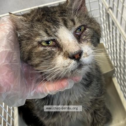 Foto 1/1 Gato encontrado Encontrado en Roubaix