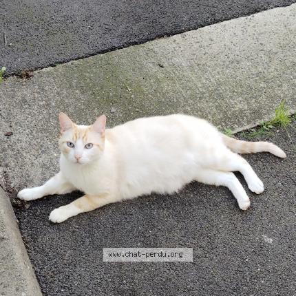 Foto 1/1 Lounis Chat perdido en Sainte luce sur loire