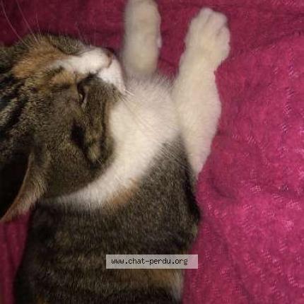 Foto 1/1 Kalinka Chat perdido en Soissons