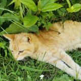 Foto del gato perdido en Marcy L Etoile