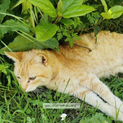 Foto 1/1 Padcha Chat perdido en Marcy l etoile