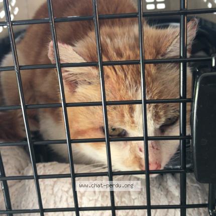 Foto 1/5 Gato encontrado Encontrado en Foret entre vandoncourt et abbevillers