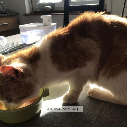 Foto 2/5 Gato encontrado Encontrado en Foret entre vandoncourt et abbevillers