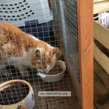 Foto 3/5 Gato encontrado Encontrado en Foret entre vandoncourt et abbevillers