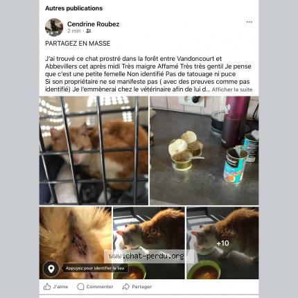 Foto 4/5 Gato encontrado Encontrado en Foret entre vandoncourt et abbevillers