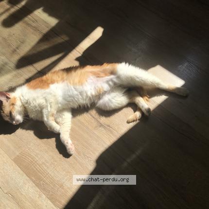 Foto 5/5 Gato encontrado Encontrado en Foret entre vandoncourt et abbevillers