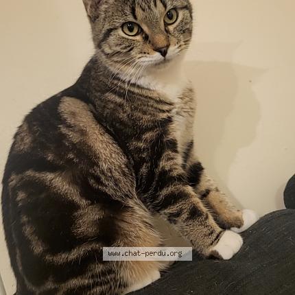 Foto 1/1 Elza Chat perdido en Sains en gohelle