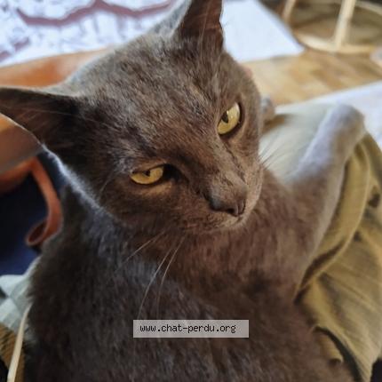 Foto 1/1 Koda Chat perdido en Saint fort chateau gontier