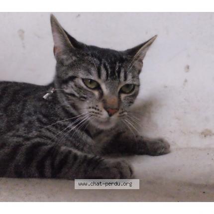 Foto 1/1 Gato encontrado Encontrado en Bordeaux