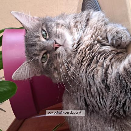 Foto 1/1 Fendi Chat perdido en Fontoy