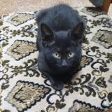 Foto del gato perdido en Oran