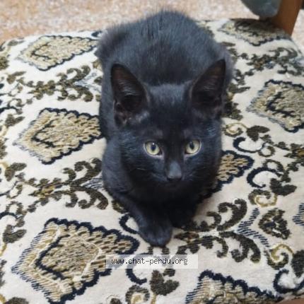 Foto 1/1 Pepsi Chat perdido en Oran