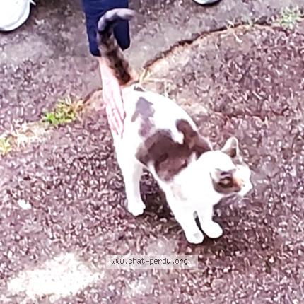 Foto 1/1 Gato encontrado Encontrado en Tours