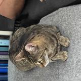 Foto del gato perdido en Istres