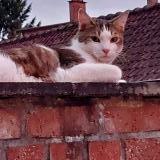 Foto del gato perdido en Soumaintrain