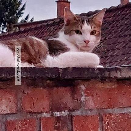 Foto 1/1 Kaspar Chat perdido en Soumaintrain