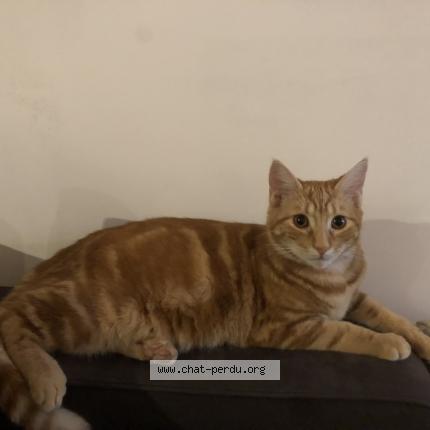 Foto 1/1 Chouchou Chat perdido en Figeac