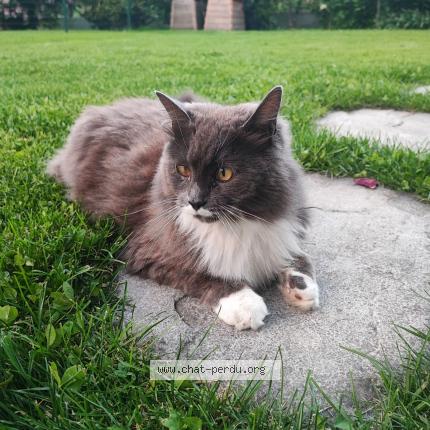 Foto 1/1 Gato encontrado Encontrado en Chambery