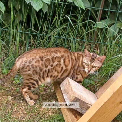 Foto 1/1 Romeo Agrapian Chat perdido en Cesson