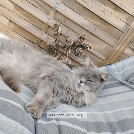 Foto 1/1 Boubou Chat perdido en Sainte marie