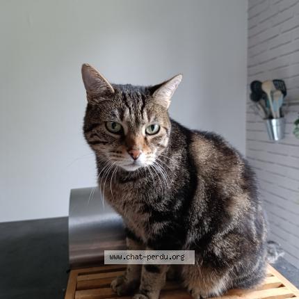 Foto 2/2 Chamallow Chat perdido en Bourges