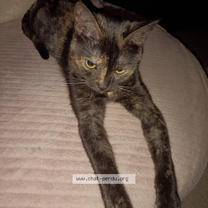 Foto 1/1 Chipette Chat perdido en Blois