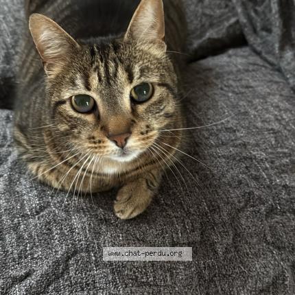 Foto 1/1 Tigrou Chat perdido en Decines charpieu