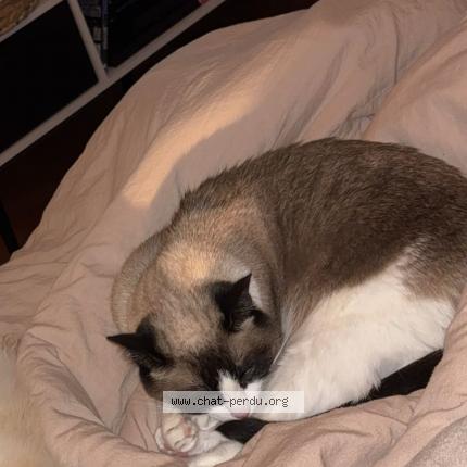 Foto 1/1 Poupette Chat perdido en Libourne