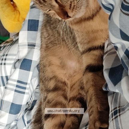 Foto 1/1 Chanel Chat perdido en Coudroy