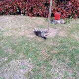 Foto del gato perdido en Coueron Elle