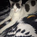 Foto del gato perdido en Haute Indre