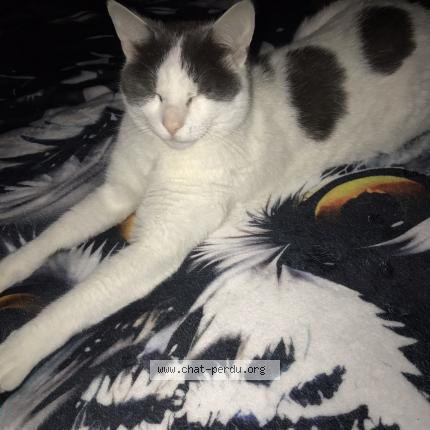 Foto 1/2 « Fils » « Namour » « mon chat » Chat perdido en Haute indre