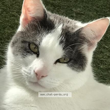 Foto 2/2 « Fils » « Namour » « mon chat » Chat perdido en Haute indre