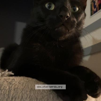 Foto 1/1 Guizmo Chat perdido en Mulhouse