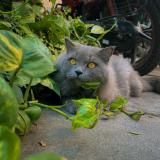 Foto del gato perdido en Suryapet