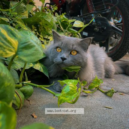 Foto 1/1 Simba Chat perdido en Suryapet