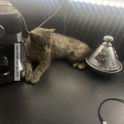 Foto 1/1 Gato encontrado Encontrado en Rugles